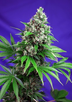 Killer Kush F1 Fast Version x3 +1 Fem Sweet Seeds