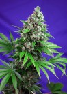 Killer Kush F1 Fast Version x3 +1 Fem Sweet Seeds