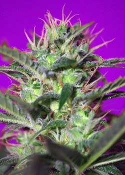 Botafumeiros x3+1 Fem Sweet Seeds.
