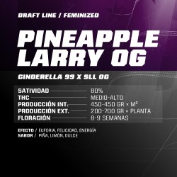 Pineapple Larry OG x4 Fem Bigger Stronger Faster.