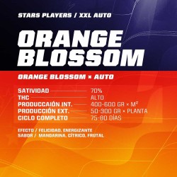 Orange Blossom XXL Auto X2 - BSF Seeds