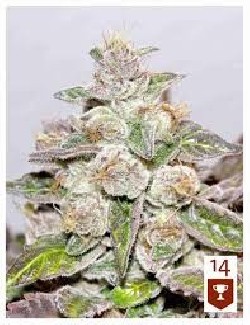 Mendocino Purple Kush x3 Fem - Medical Seeds