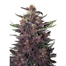 Purple Kush Fem X3 - Buddha Seeds