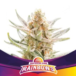 Rainbows X2 - BSF Seeds