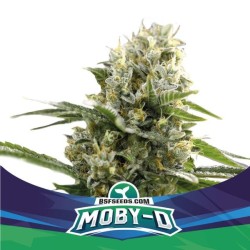 Moby -D XXL Auto x2 Bigger Stronger Faster.