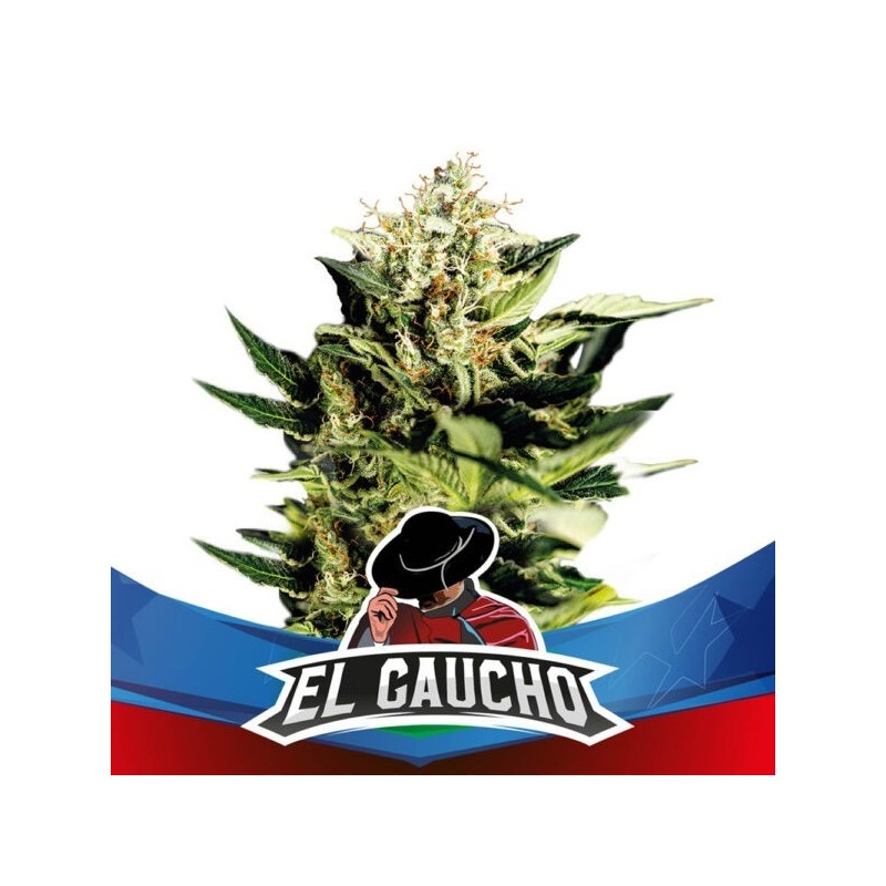 El Gaucho Faster x2 Fem - BSF Seeds