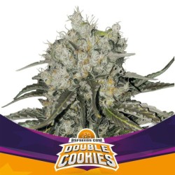 Double Cookies X2 Fem - BSF Seeds