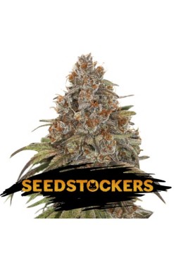 Blackberry Gum X3 Fem - Seed Stockers