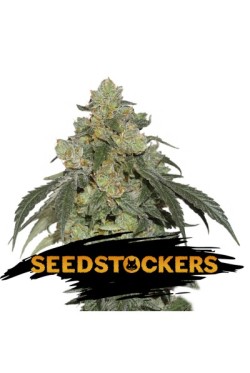 Big Bud X3 Fem - Seed Stockers