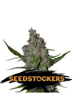 Gelato 41 X3 Fem - Seed Stockers