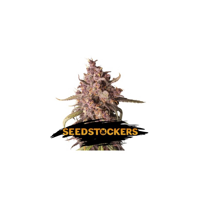 AK420 Auto X3 - Seed Stockers