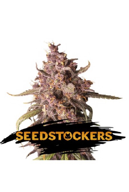 AK420 Auto X3 - Seed Stockers AK420 Auto X3 - Seed Stockers