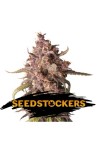 AK420 Auto X3 - Seed Stockers AK420 Auto X3 - Seed Stockers