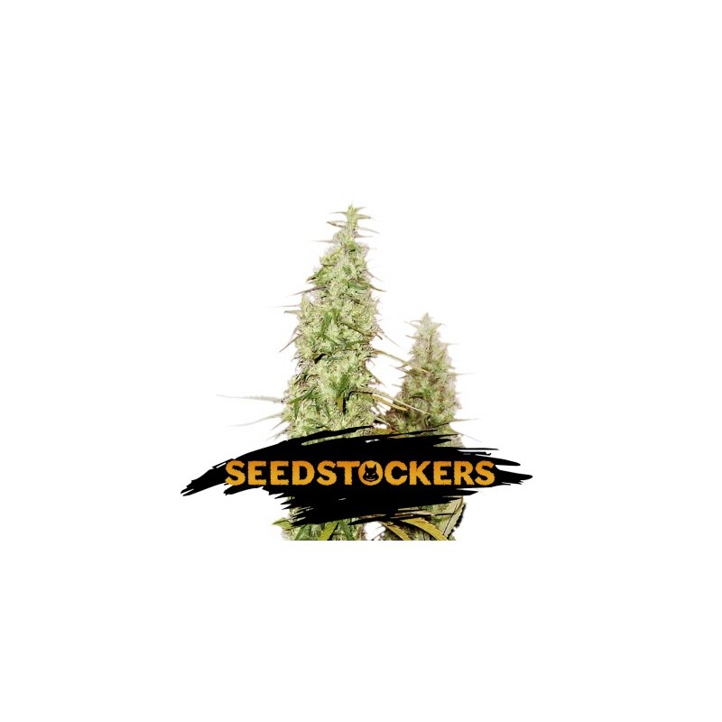 AK420 Auto X3 - Seed Stockers