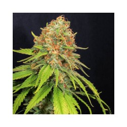 Jamaican Dream CBD x3+1 Fem...