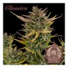 Critical Auto x3 - Buddha Seeds Classics