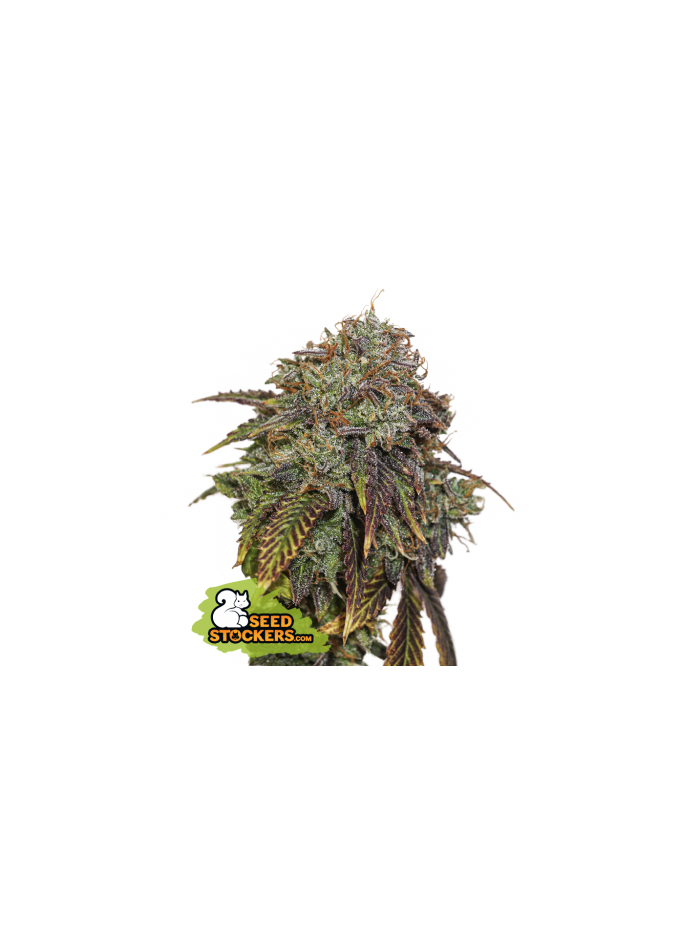 Gelato 41 Auto x3 - Seed Stockers