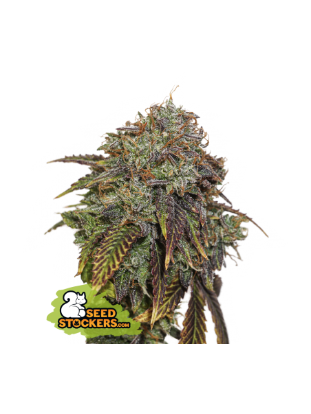 Gelato 41 Auto x3 - Seed Stockers
