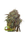 Gelato 41 Auto x3 - Seed Stockers