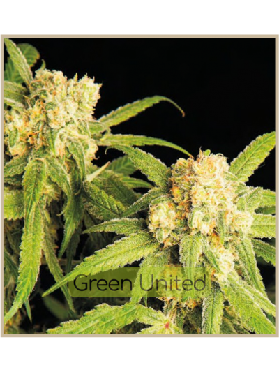 Northern Bud Auto x1 Granel