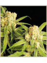 Northern Bud Auto x1 Granel