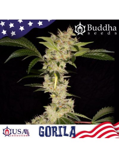 Gorila X3 Fem - Buddha Seeds