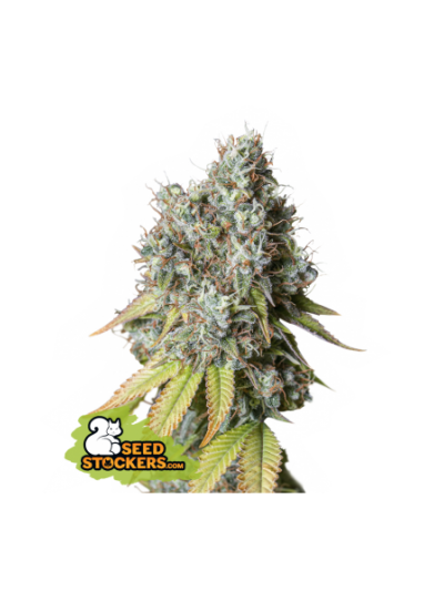 Bruce Banner Auto x5 - Seed...