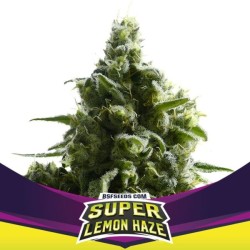 Super Lemon Haze x4 Fem - BSF Seeds