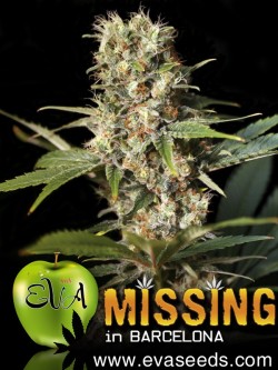 Missing in Barcelona por 3