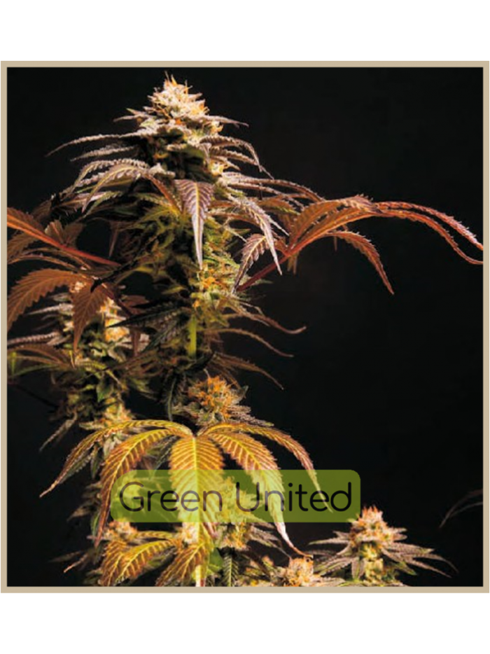 Black Domina Fast Fem x1