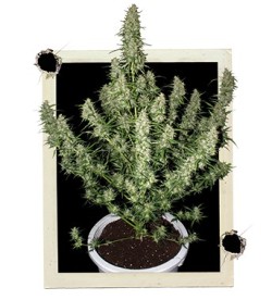 Magnum Auto x3 Buddha Seeds