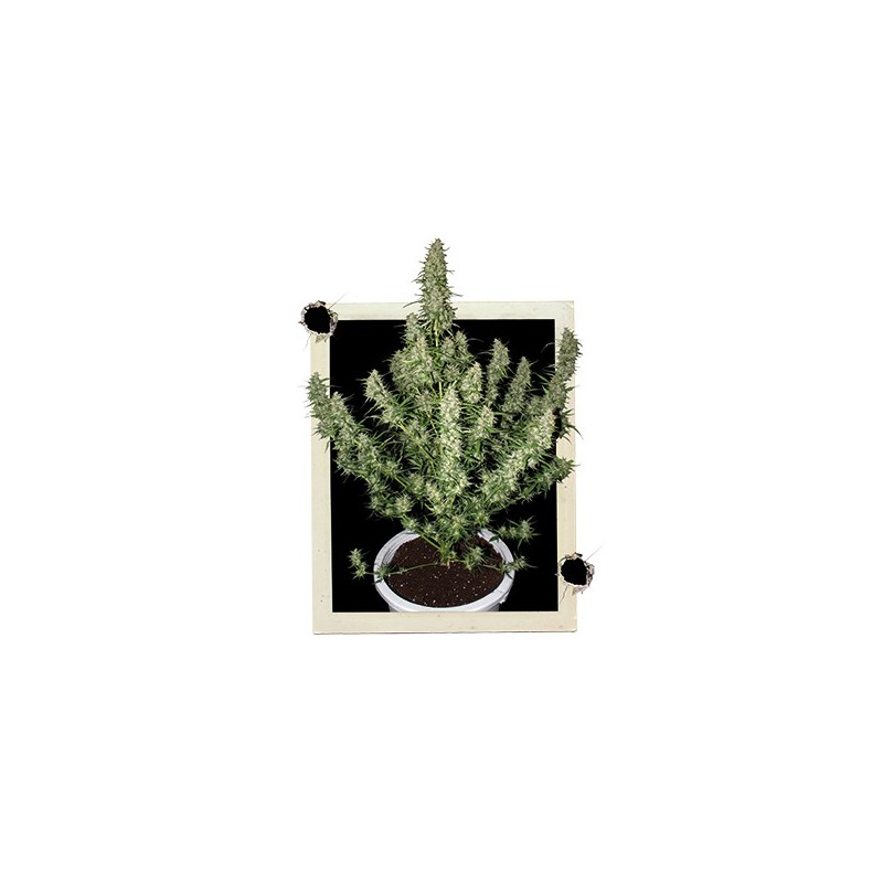 Magnum Auto x3 Buddha Seeds