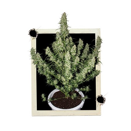 Magnum Auto x3 Buddha Seeds