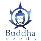 Los mejores productos y ofertas de Buddha Seeds--Autofloreciente-Tienda Taboo 