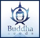 Buddha Seeds